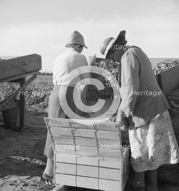 Large-scale industrialized agriculture, Calipatria, Imperial Valley, California, 1939. Creator: Dorothea Lange.