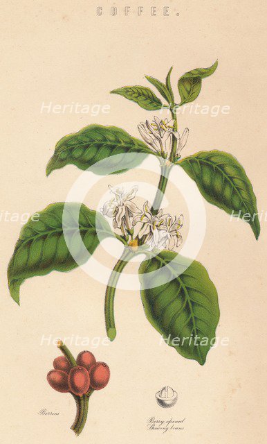 'Coffee', c19th century. Artist: Unknown.