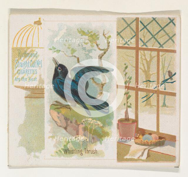 Whistling Thrush, from the Song Birds of the World series (N42) for Allen & Ginter Cigaret..., 1890. Creator: Allen & Ginter.