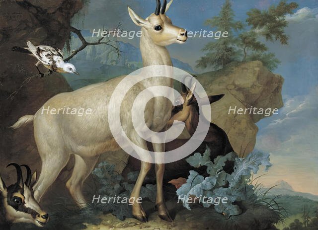 Three chamois and a blackbird, 1722. Creator: Philipp Ferdinand de Hamilton.