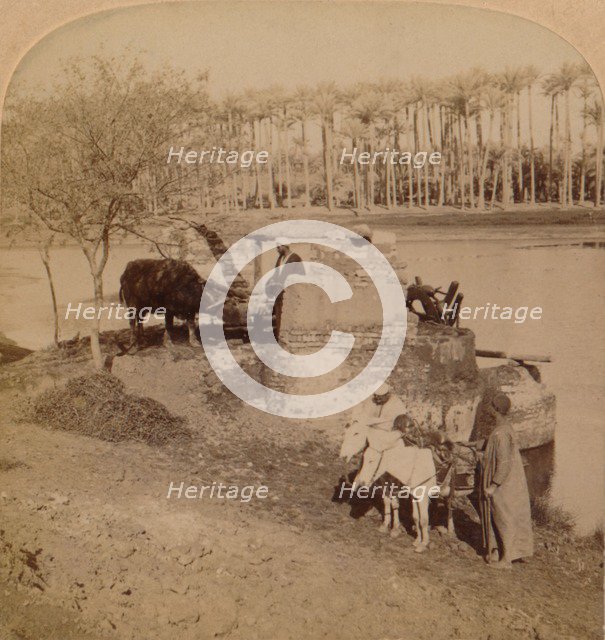 'An Egyptian Sakiyeh, Drawing Nile Water for Irrigation, Egypt', 1896. Artist: Unknown.