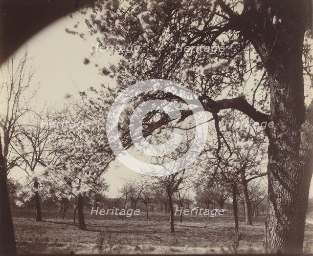 Poirier, 1921. Creator: Eugene Atget.