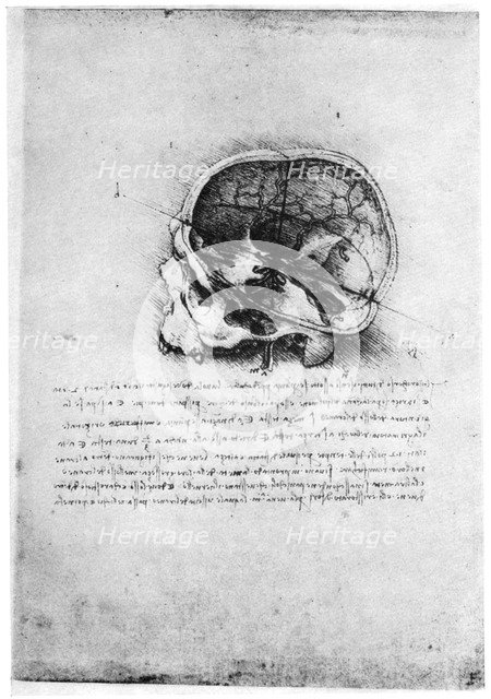 Study of a human skull, late 15th or early 16th century (1954).Artist: Leonardo da Vinci