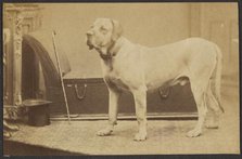 Portrait of a Dog, late 19th century. Creator: Unknown.