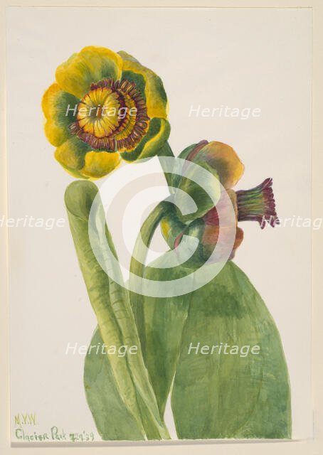 Untitled--Flower Study, 1939. Creator: Mary Vaux Walcott.