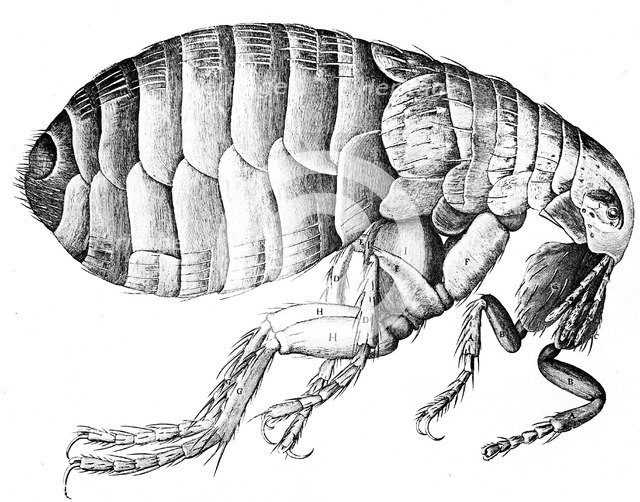 Flea, wingless bloodsucking parasitic insect, 1665. Artist: Unknown