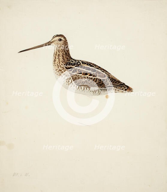 Common Snipe; unfinished, 1841. Creator: Magnus von Wright.