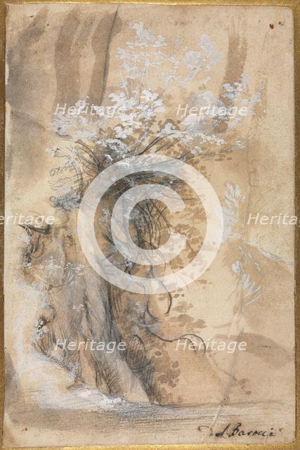 Flowering Bush above an Eroded Bank, 1565-1570. Creator: Federico Barocci (Italian, 1528-1612).