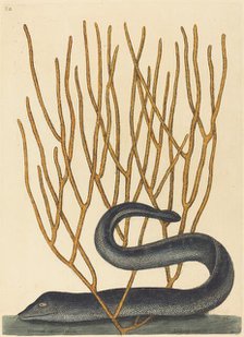 The Black Muray (Muraenae helenae varietas), published 1754. Creator: Mark Catesby.