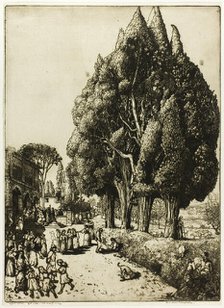 Cypress Grove, 1904. Creator: Donald Shaw MacLaughlan.