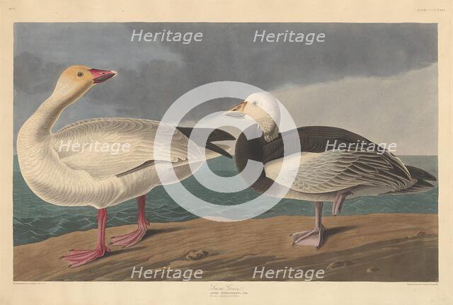 Snow Goose, 1837. Creator: Robert Havell.