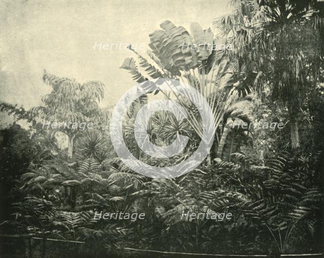 'Palm and Fern Island, Botanic Gardens, Brisbane', 1901. Creator: Unknown.