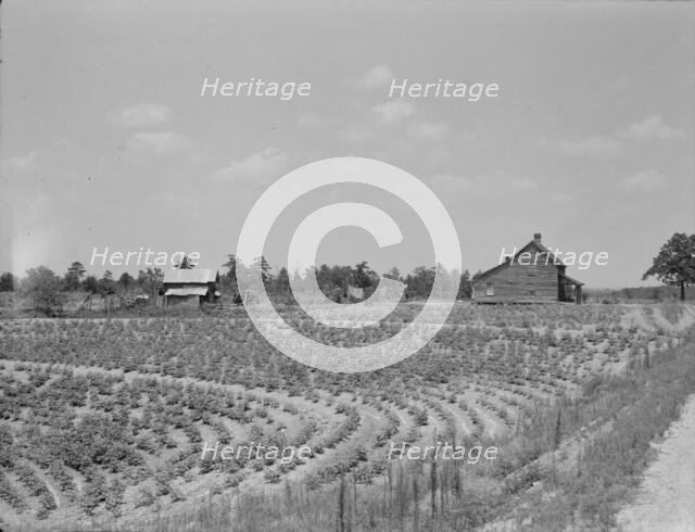 Sharecrop farm, Gaffney, South Carolina, 1937. Creator: Dorothea Lange.