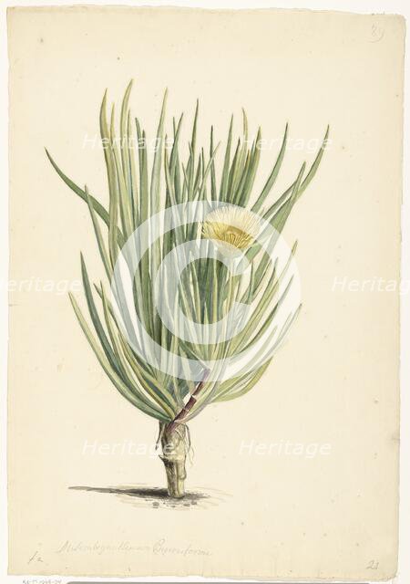 Narrow-leaved Iceplant in Bloom, 1668-1729. Creator: Vincent Laurentz van der Vinne I.