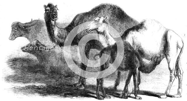 Animals at the Florence Exposition: buffaloes - camels from the Royal Domain of San Rossore, 1861. Creator: Unknown.
