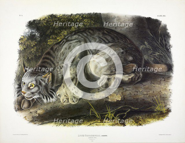Canada Lynx, Lynx Canadensis, 1845.