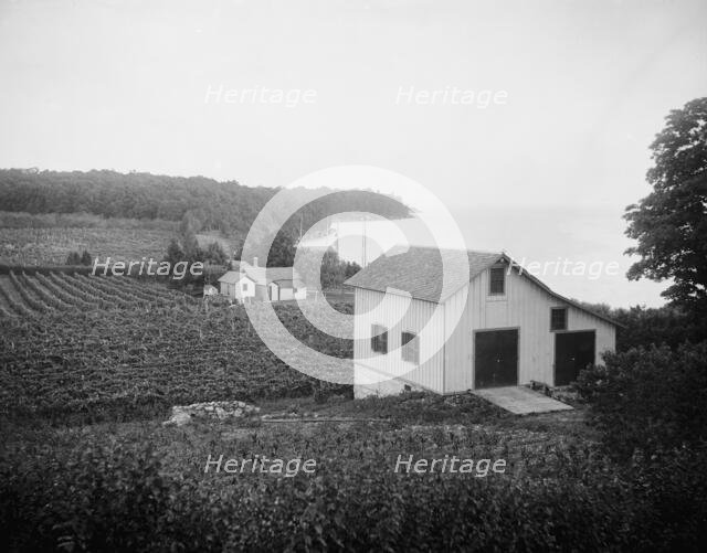 Vineyards, Put-in-Bay, Ohio, between 1880 and 1899. Creator: Unknown.