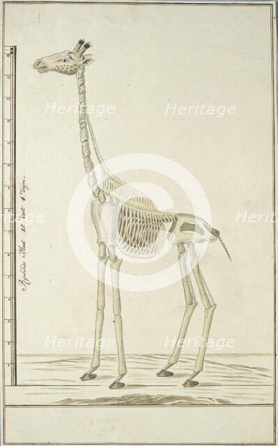 Giraffa camelopardalis (Giraffe), skeleton, 1779. Creator: Robert Jacob Gordon.