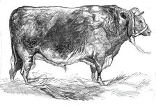 Mr. W. Foulds's short-horned bull, 1844. Creator: Unknown.