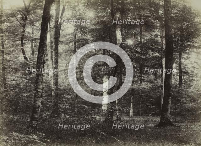 Untitled (The Forest of Fontainbleau), c. 1874. Creator: Constant Alexandre Famin (French, 1827-1888).