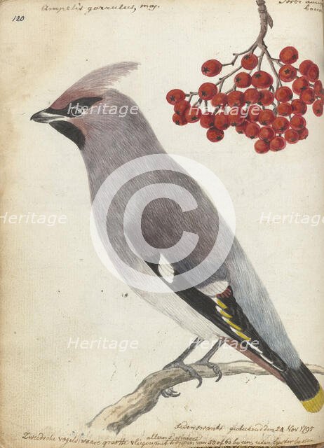 Swedish bird, 1795. Creator: Jan Brandes.