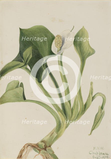Wild Calla (Calla palustris), 1919. Creator: Mary Vaux Walcott.