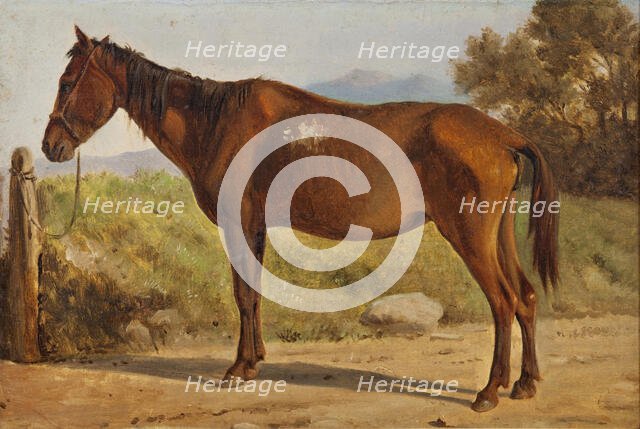 Rosinante (Study of an old standing horse), c1847. Creator: Wilhelm Marstrand.