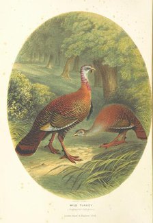 Wild Turkey, (Meleagris Gallopavo), 1866.  Creator: M & N Hanhart.
