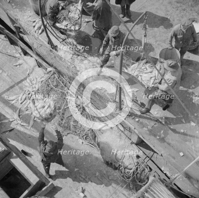 Fulton fish market dock stevedores unloading and weighing fish in the early morning, New York, 1943. Creator: Gordon Parks.