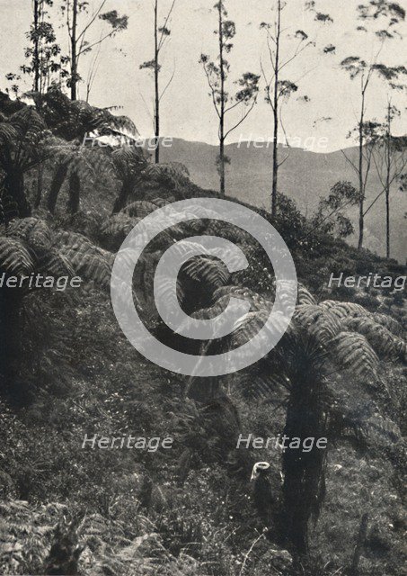 'Baumfarne (Alsophila crinita u. a.)', 1926. Artist: Unknown.