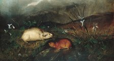 Hudson's Bay Lemming, 1846. Creator: John Woodhouse Audubon.