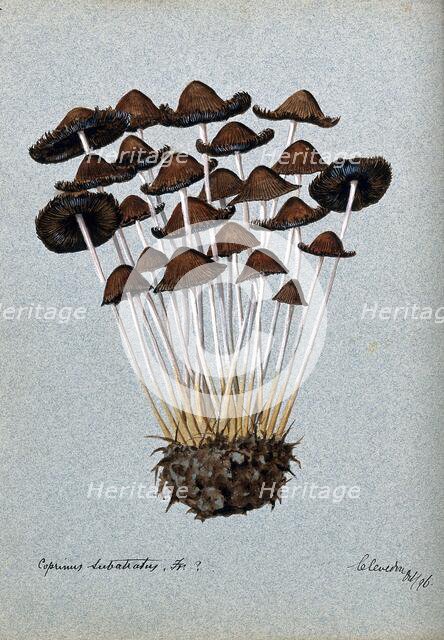 A fungus (Panaeolus subbalteatus ?): group of fruiting bodies, 1896. Creator: Unknown.