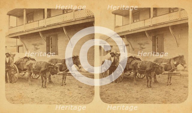 Cracker teams, c1850-c1930. Creator: D. J. Ryan.