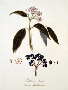 Sambucus Ebulus, 1803-1805.