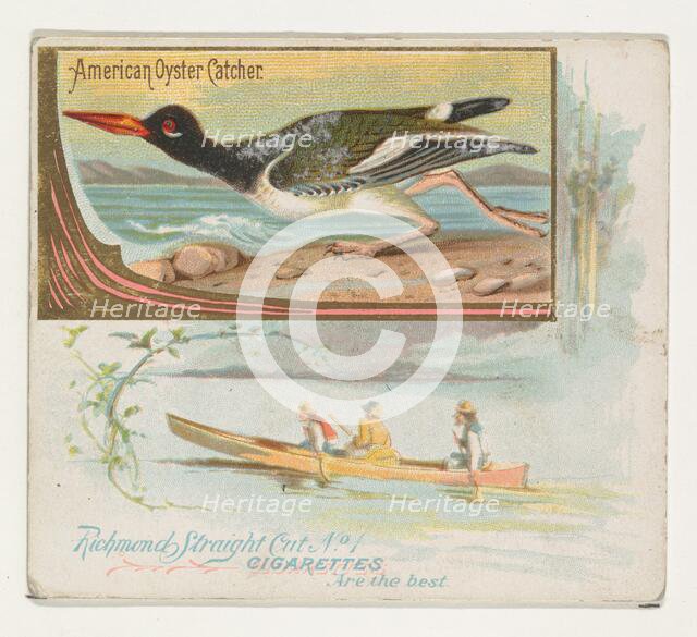 American Oyster Catcher, from the Game Birds series (N40) for Allen & Ginter Cigarettes..., 1888-90. Creator: Allen & Ginter.