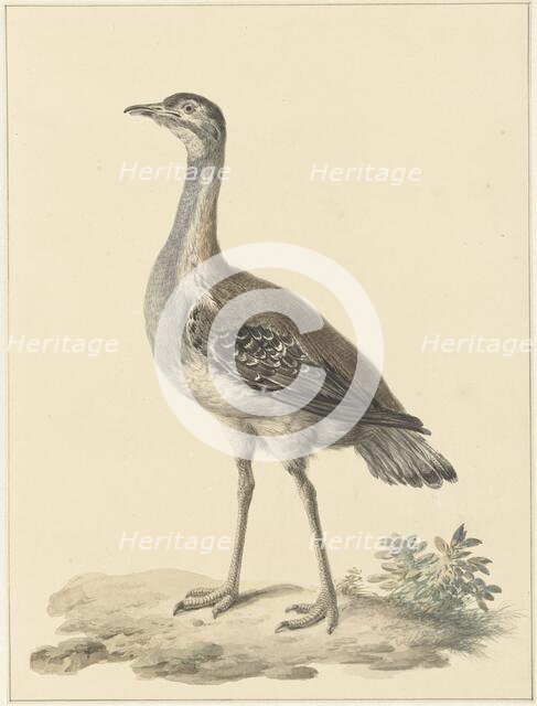 Denhams trap (Neotis Denhami), 1759-1842. Creator: Pieter Bartholomeusz. Barbiers.