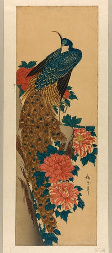 Peacock and peonies, early 1840s. Creator: Ando Hiroshige.