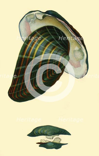Freshwater mussel, 1801, (1946).  Creator: Unknown.