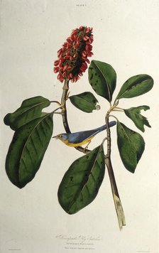 The Canada warbler. From "The Birds of America", 1827-1838. Creator: Audubon, John James (1785-1851).