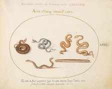 Animalia Qvadrvpedia et Reptilia (Terra): Plate LVIII, c. 1575/1580. Creator: Joris Hoefnagel.