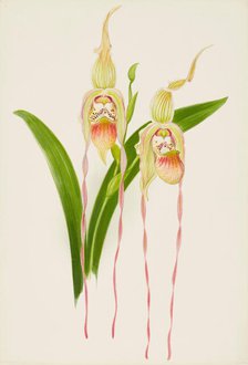 Orchid: Cypredium Dominianum delicatum, 1906. Creator: Frederick William Bolas.