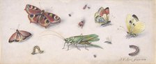 Insects, Butterflies, and a Grasshopper, 17th century. Creator: Jan van Kessel.