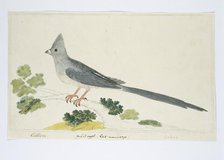 Colius colius (White-backed mousebird), 1777-1786. Creator: Robert Jacob Gordon.