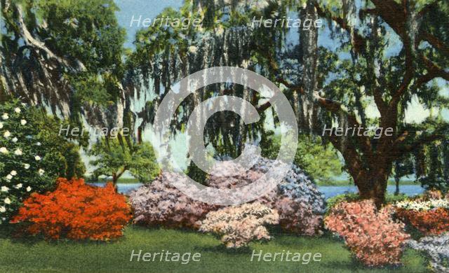 'Scene in Belle Isle Gardens, near Georgetown, S.C.', 1942. Creator: Unknown.