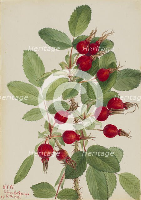 Bourgeau Rose (Rosa bourgeauiana), 1923. Creator: Mary Vaux Walcott.