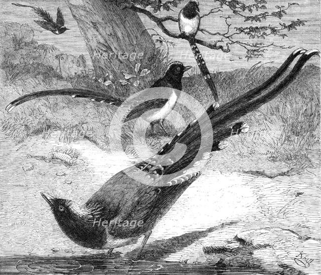 Chinese magpies in the Zoological Society's Gardens, Regent's Park, 1862. Creator: Unknown.