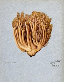 A fungus (Ramaria aurea): fruiting body, 1890. Creator: C Bucknall.