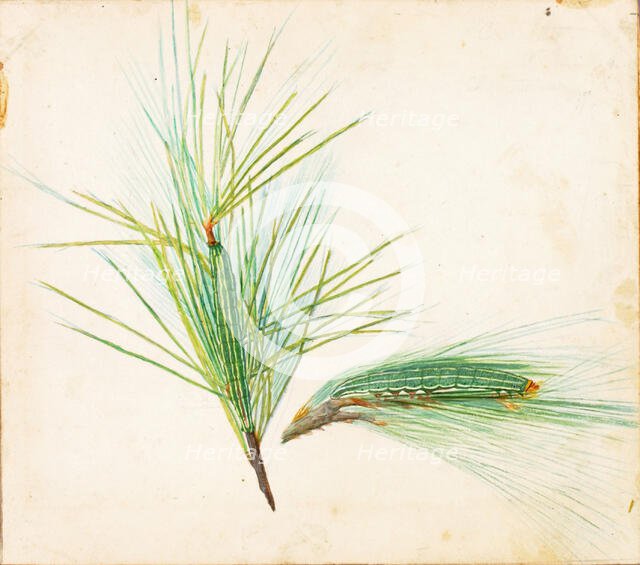 Pine-Tuft Caterpillar..., early 20th century. Creator: Gerald H. Thayer.