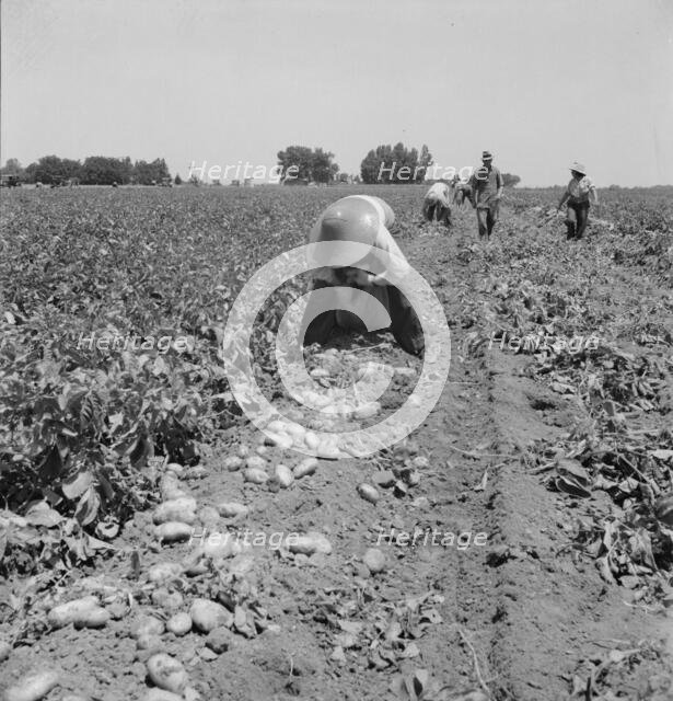 Potato pickers, near Shafter, California, 1937. Creator: Dorothea Lange.