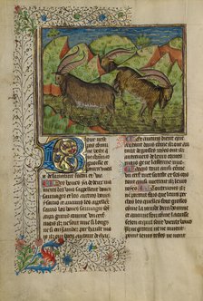 He-Goats; Livre de la Chasse, about 1430-1440. Creator: Unknown.